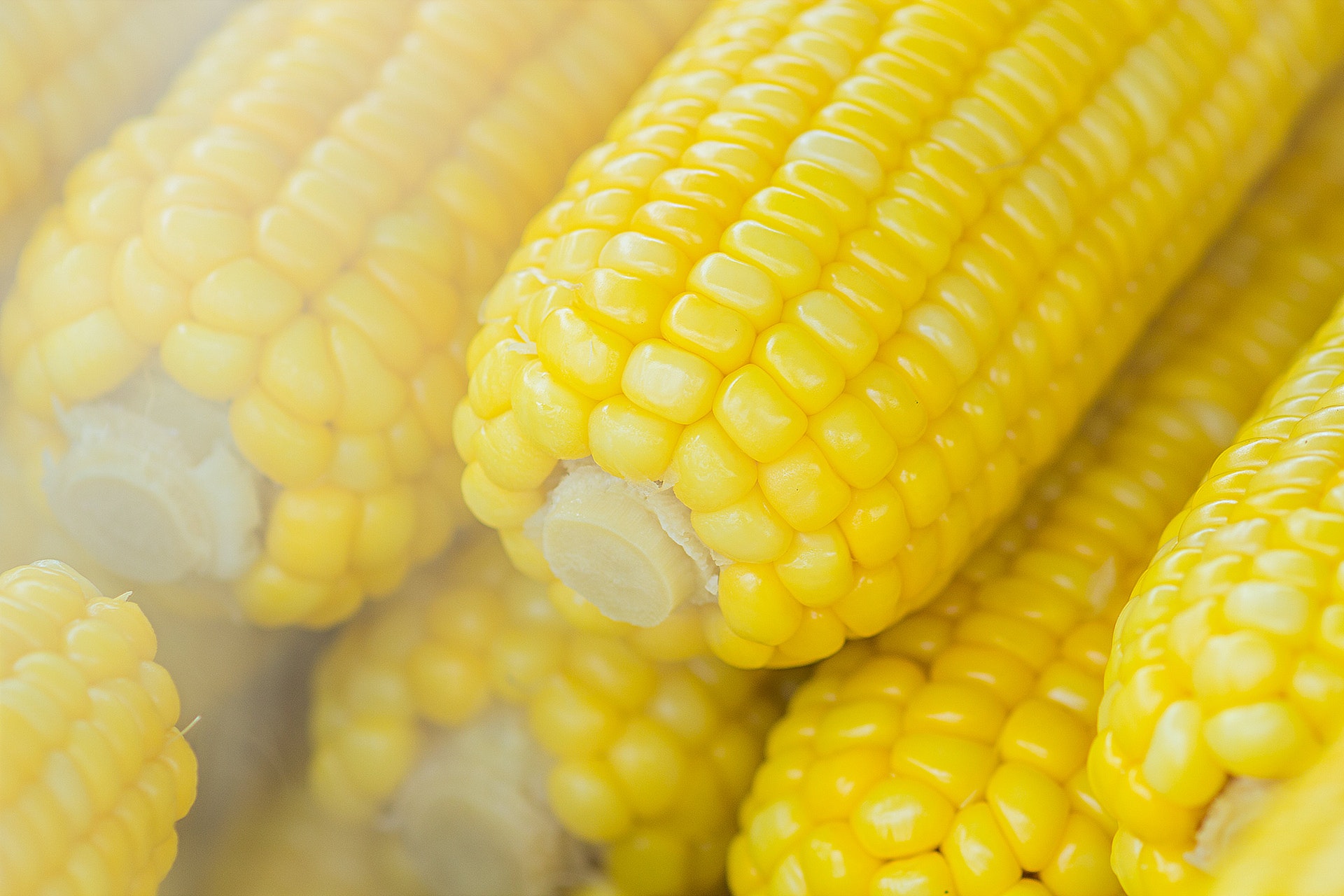 Image of ears of corn